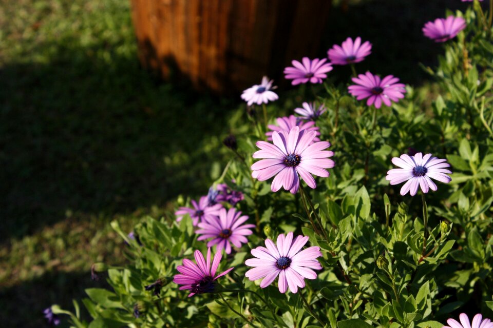 Most flowers and plants compositae