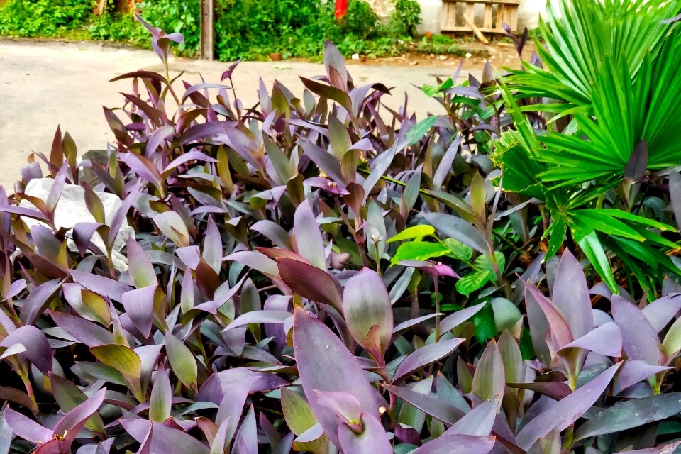 Tradescantia pallida - Wandering Jew