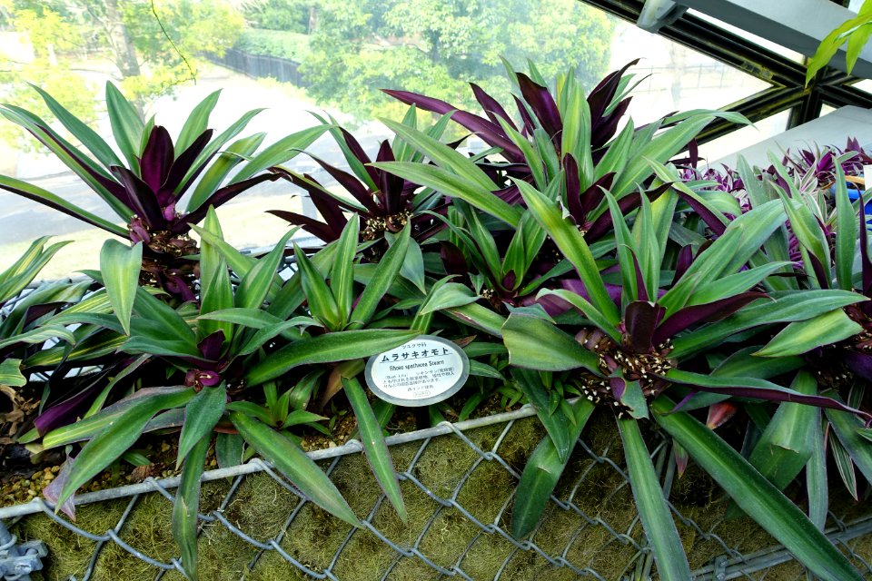 Tradescantia spathacea (Rhoeo spathacea) - Shinjuku Gyo-en Greenhouse - Tokyo, Japan - DSC05966