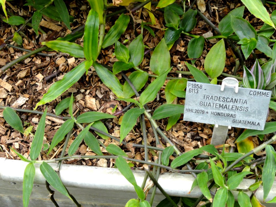 Tradescantia guatemalensis - Copenhagen Botanical Garden - DSC08034