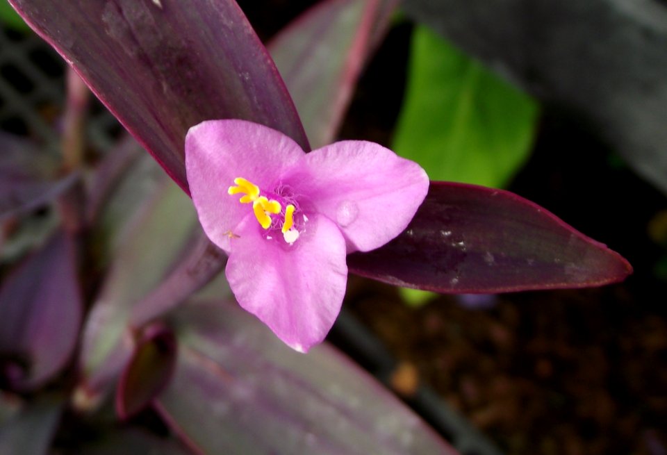 Tradescantia pallida 'purple heart'