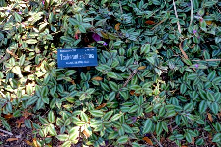 Tradescantia zebrina - Marie Selby Botanical Gardens - Sarasota, Florida - DSC01372