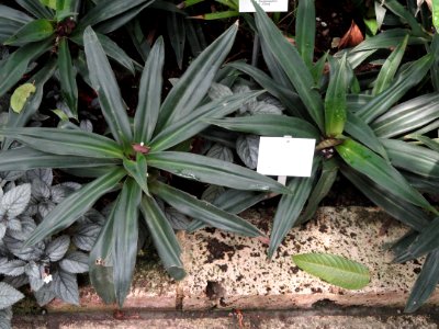 Tradescantia spathacea - Botanischer Garten Freiburg - DSC06298