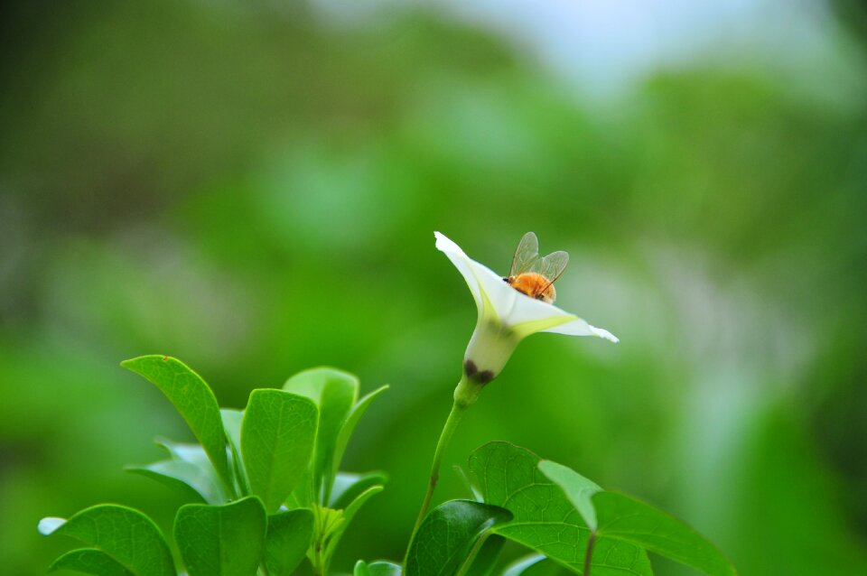 Flowers bee countersunk ecology