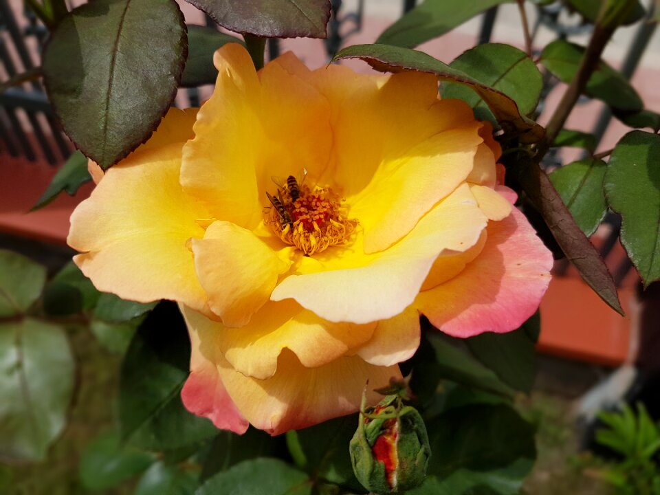 Flowers summer july