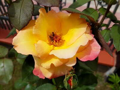 Flowers summer july