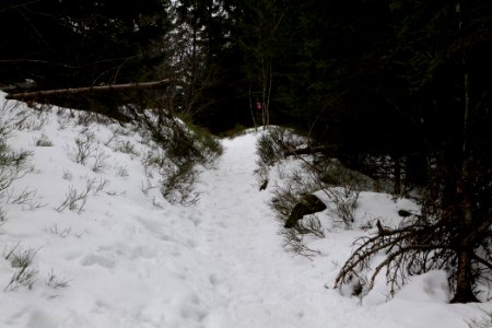 Trail from Hornisgrinde to Mummelsee 2020-03-14 05