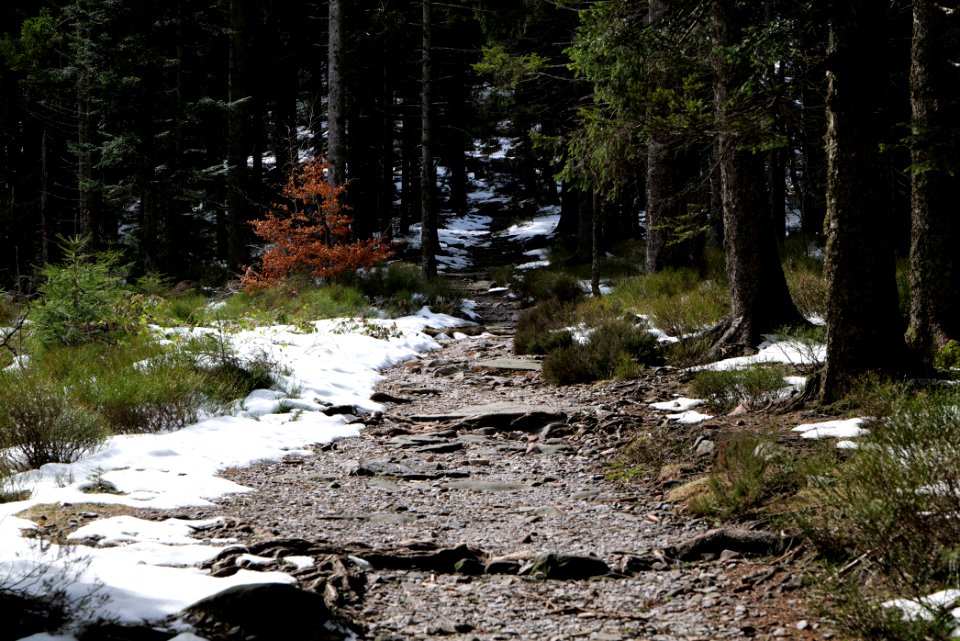 Trail from Ochsenstall Hornisgrinde to Kleine Grinde 2020-03-14 02