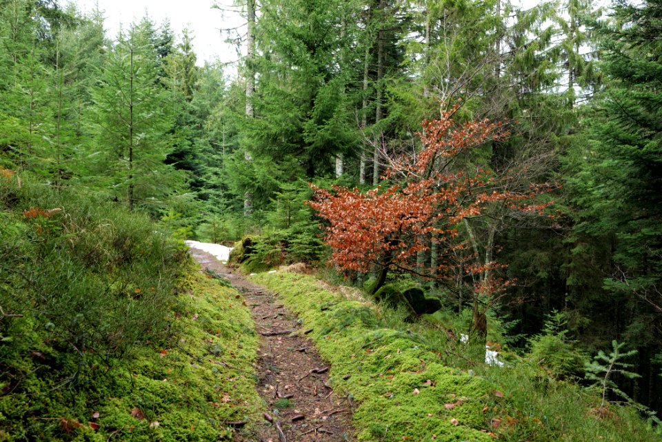 Trail from Stirnleshütte to Überzwercher Berghütte 2020-03-11 18