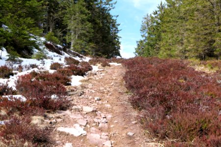 Trail from Ochsenstall Hornisgrinde to Kleine Grinde 2020-03-14 15