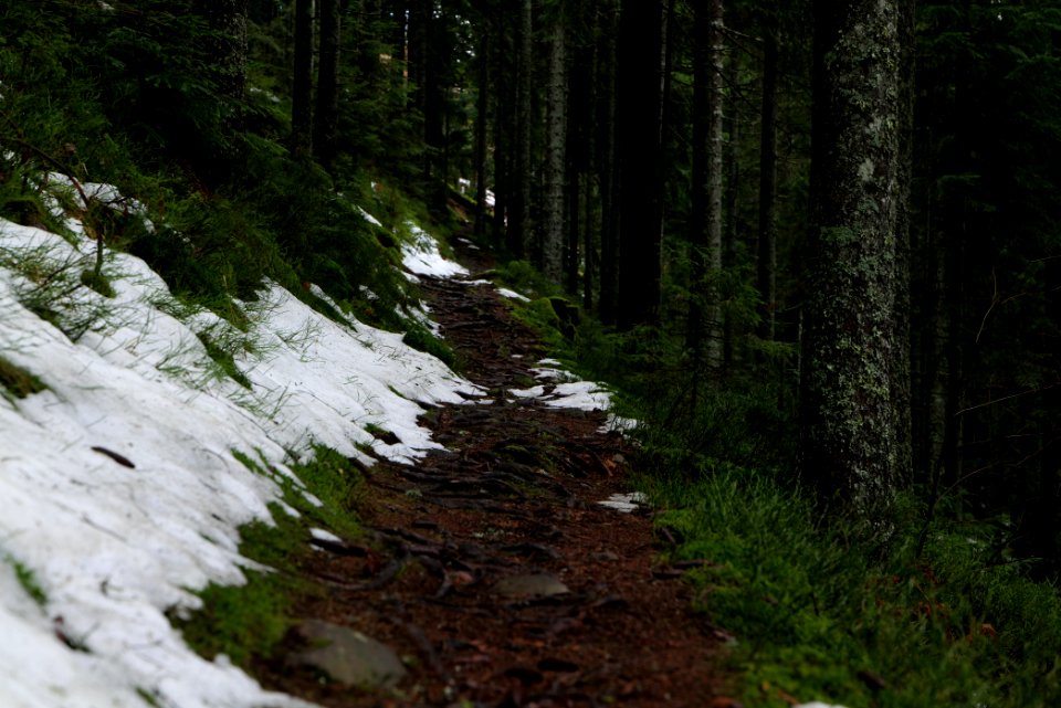 Trail from Stirnleshütte to Überzwercher Berghütte 2020-03-11 12