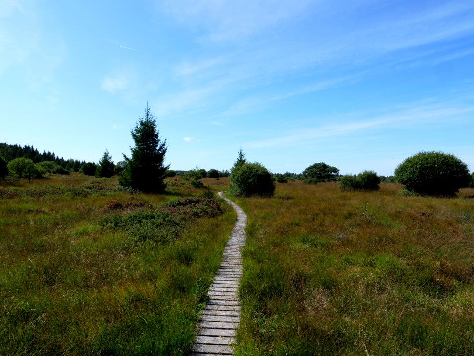 Trail at Imgenbroicher Venn 05
