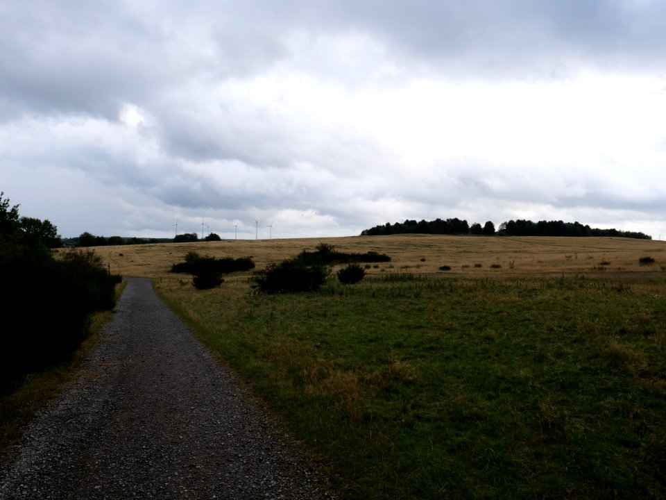 Trail at Dreiborner Hochfläche in September 2019 17