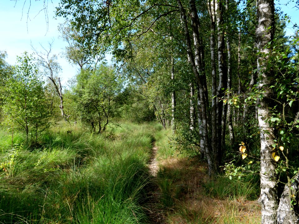 Trail at Imgenbroicher Venn 32