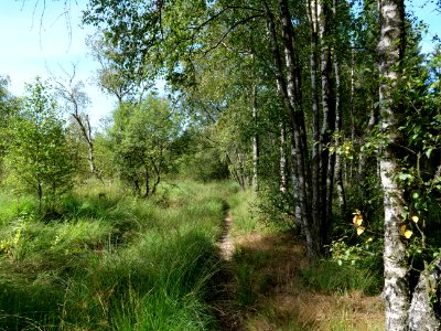 Trail at Imgenbroicher Venn 32