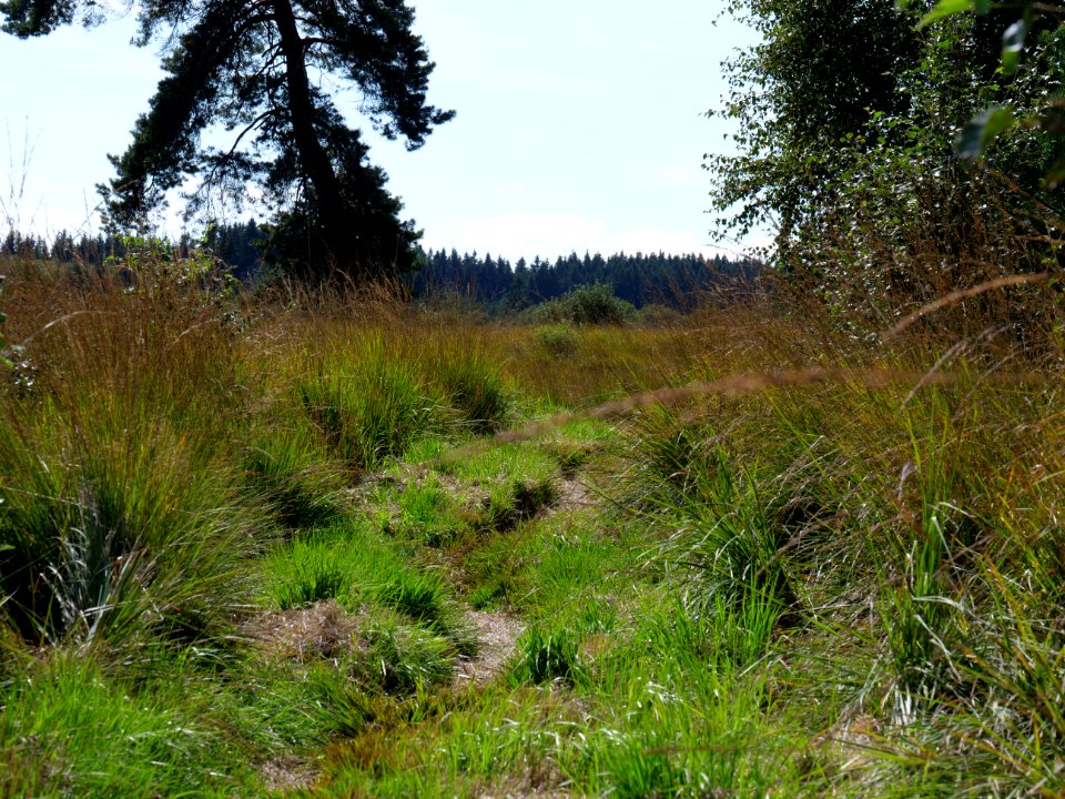 Trail at Imgenbroicher Venn 18