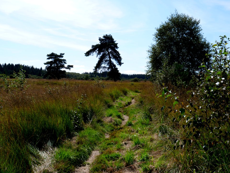 Trail at Imgenbroicher Venn 20