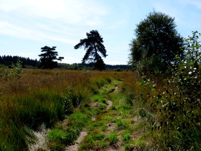 Trail at Imgenbroicher Venn 20