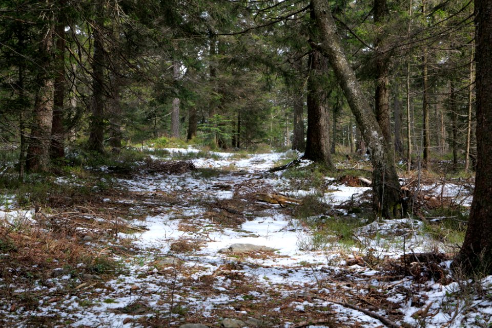 Trail from Ochsenstall Hornisgrinde to Hundsrücken 2020-03-14 12