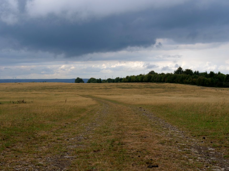 Trail at Dreiborner Hochfläche in September 2019 24