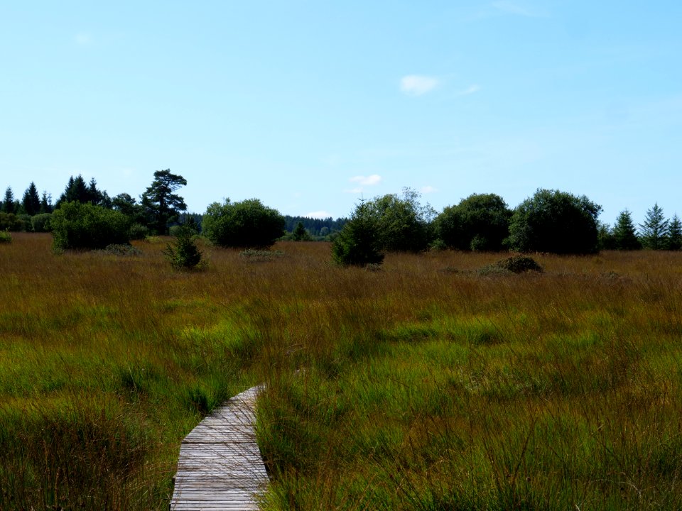 Trail at Imgenbroicher Venn 10