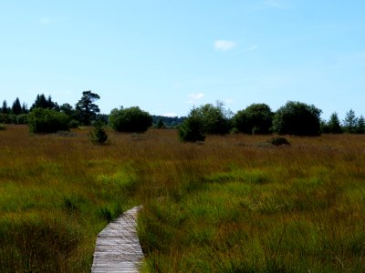 Trail at Imgenbroicher Venn 10