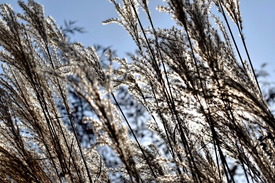 Plant blade of grass wind
