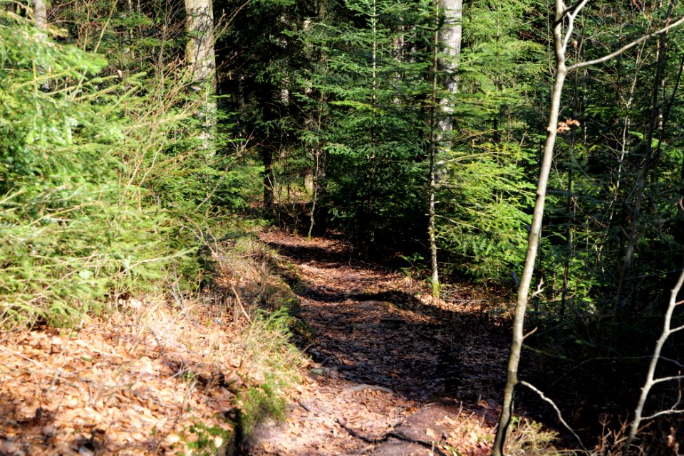 Trail from Schwarzenbachtalsperre to Untere Birkenaustraße 2020-03-15 03