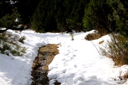 Trail from Ochsenstall Hornisgrinde to Kleine Grinde 2020-03-14 17