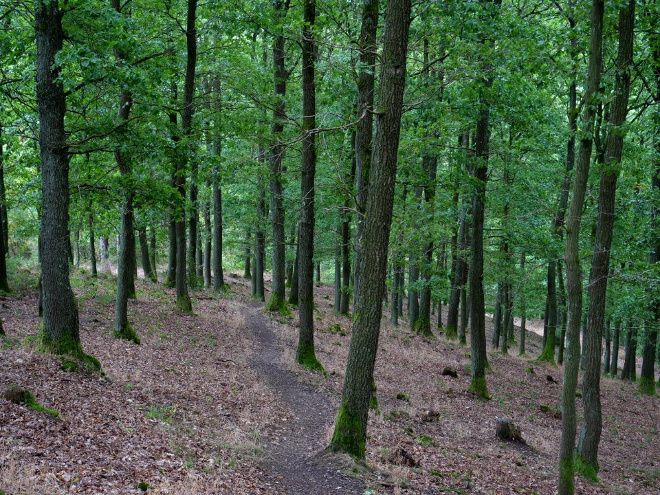Trail from Dreiborner Hochfläche to Sauermühle 02