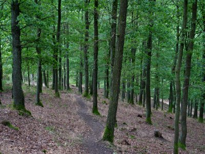 Trail from Dreiborner Hochfläche to Sauermühle 02