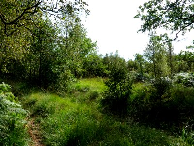 Trail at Imgenbroicher Venn 34