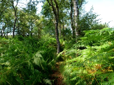 Trail at Imgenbroicher Venn 35