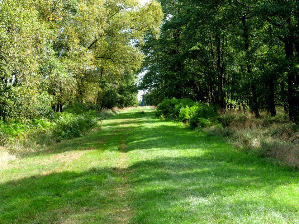 Trail at Imgenbroicher Venn 28