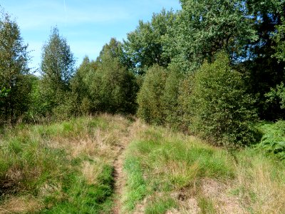 Trail at Imgenbroicher Venn 29