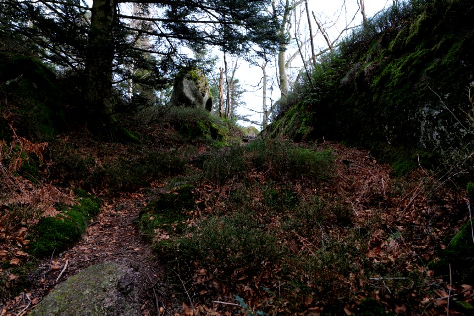Trail at Eulenstein 2020-03-14 05