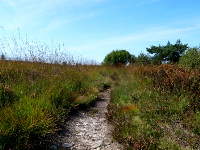 Trail at Imgenbroicher Venn 12