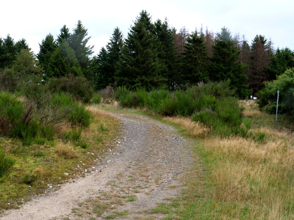 Trail at Dreiborner Hochfläche in September 2019 29