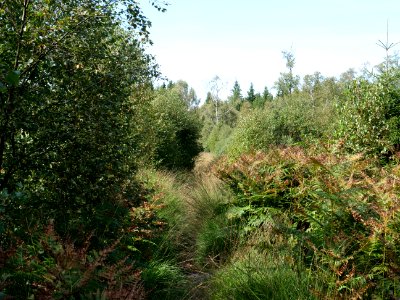 Trail at Imgenbroicher Venn 36
