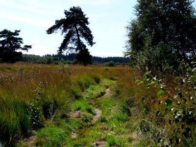 Trail at Imgenbroicher Venn 19