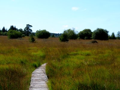 Trail at Imgenbroicher Venn 11