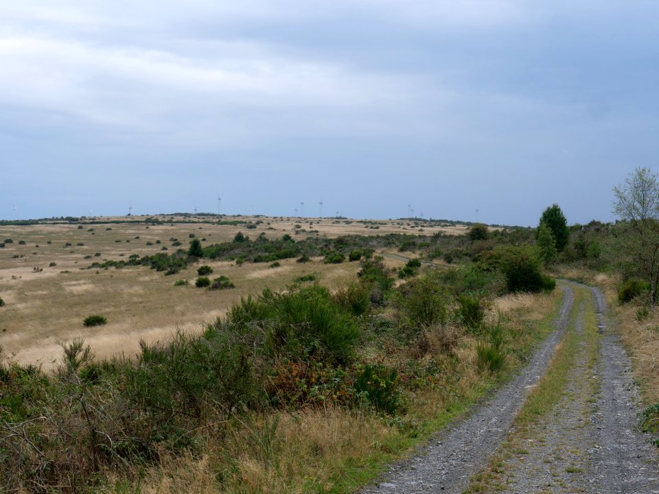 Trail from Gierberg to Müsauelsberg in September 2019 06