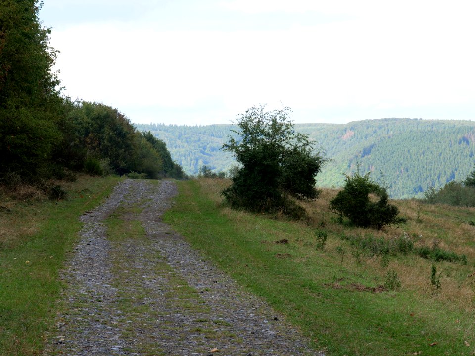 Trail at Dreiborner Hochfläche in September 2019 11