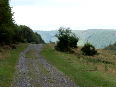 Trail at Dreiborner Hochfläche in September 2019 11
