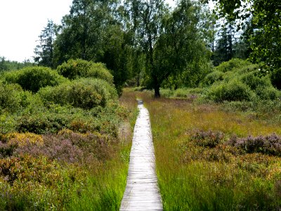Trail at Imgenbroicher Venn 68