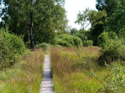 Trail at Imgenbroicher Venn 63