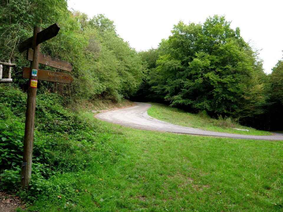 Trail at the Kermeter in September 2019 33