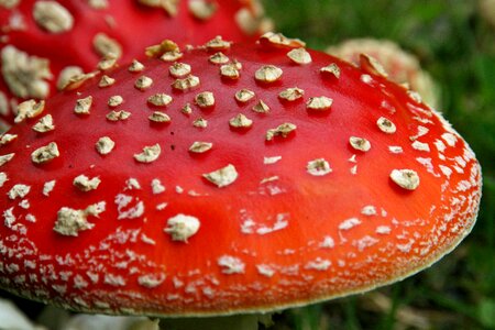 Fungi fungus forest photo
