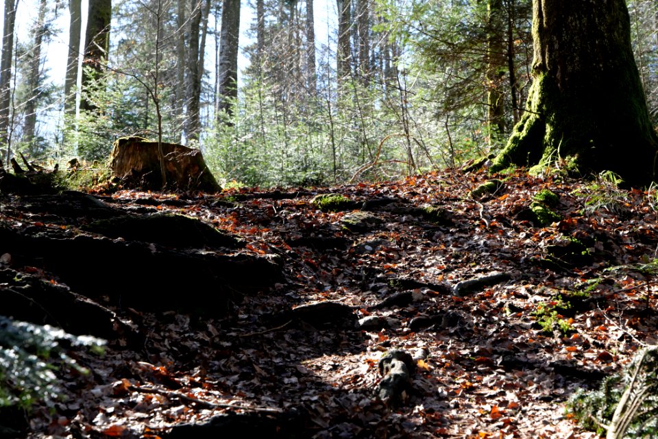 Trail from Schwarzenbachtalsperre to Untere Birkenaustraße 2020-03-15 02