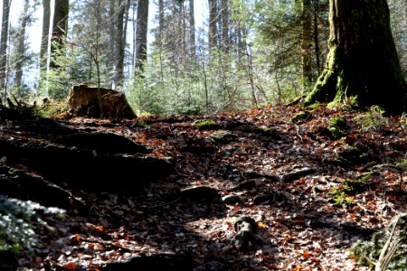 Trail from Schwarzenbachtalsperre to Untere Birkenaustraße 2020-03-15 02